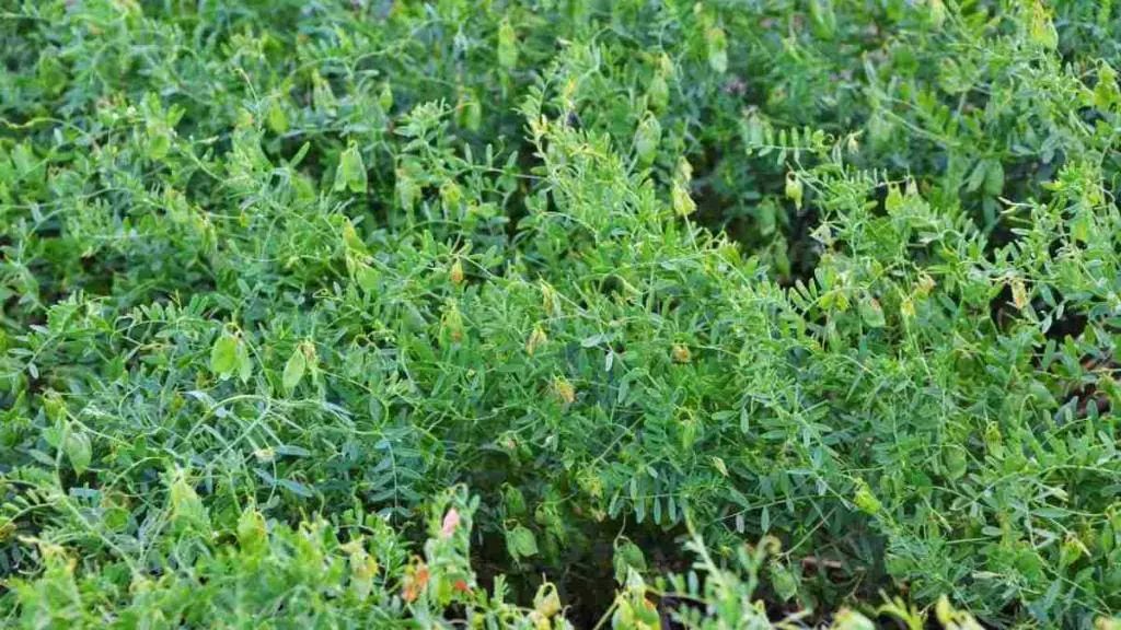 lentil_field