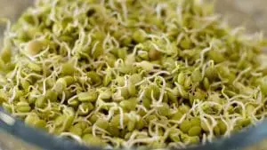 sprouted lentils