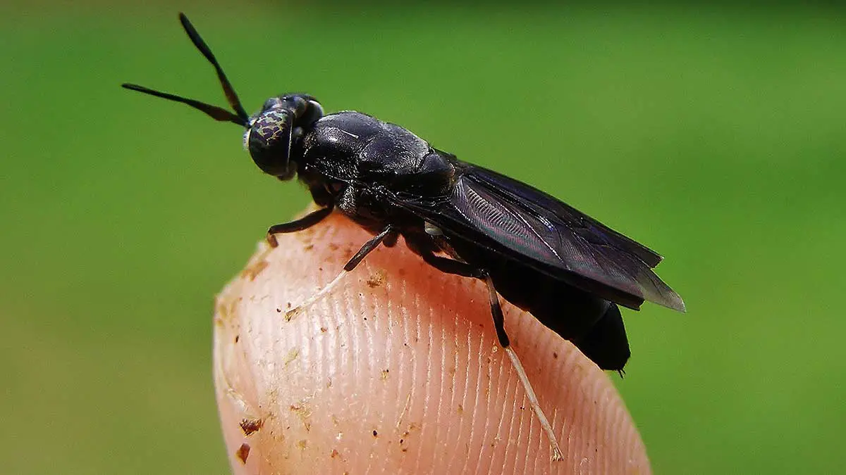 black soldier flies