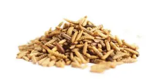 meal worms