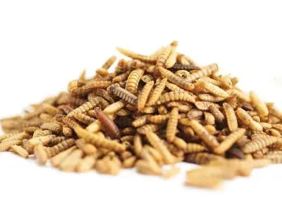 meal worms