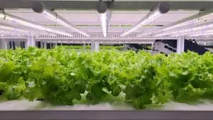 vertical farm