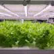 vertical farm