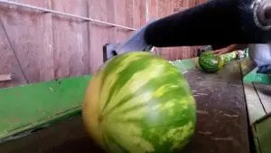 watermelon