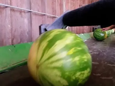 watermelon