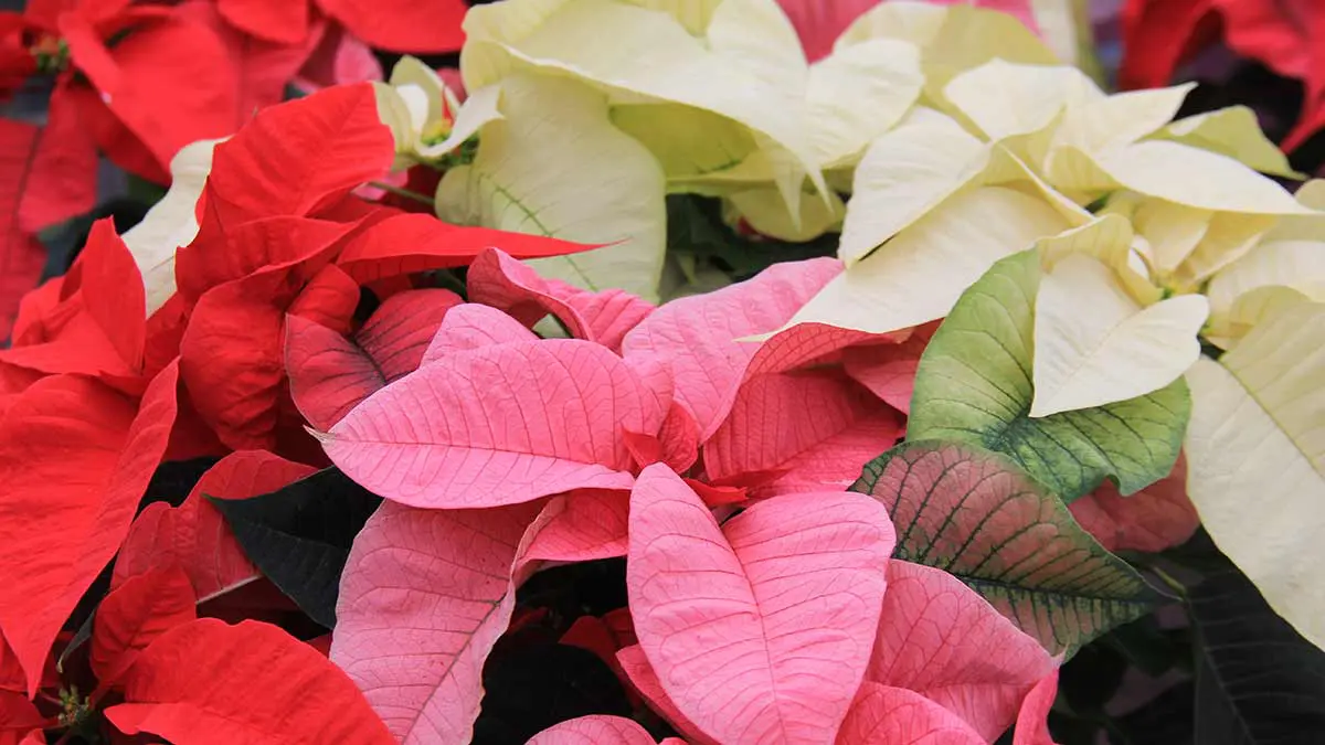 multicoulored poinsettia