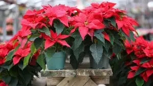 poinsettia greenhouse