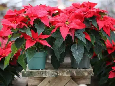 poinsettia greenhouse