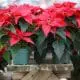 poinsettia greenhouse