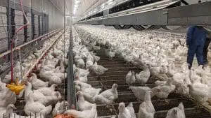 pullet breeding barn