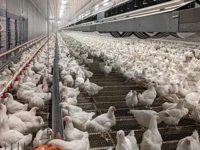 pullet breeding barn