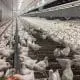 pullet breeding barn