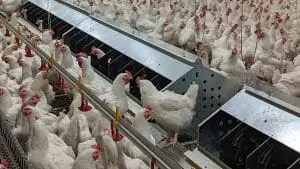 pullet barn with layer boxes
