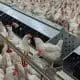pullet barn with layer boxes