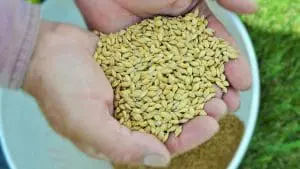 barley in the bucket