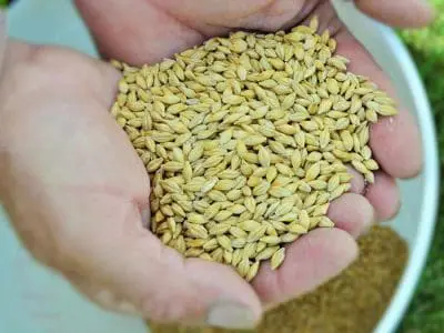 barley in the bucket