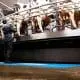 rotary parlour