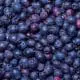 saskatoon berries