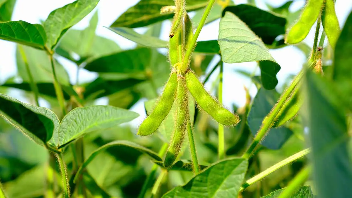 soybean field
