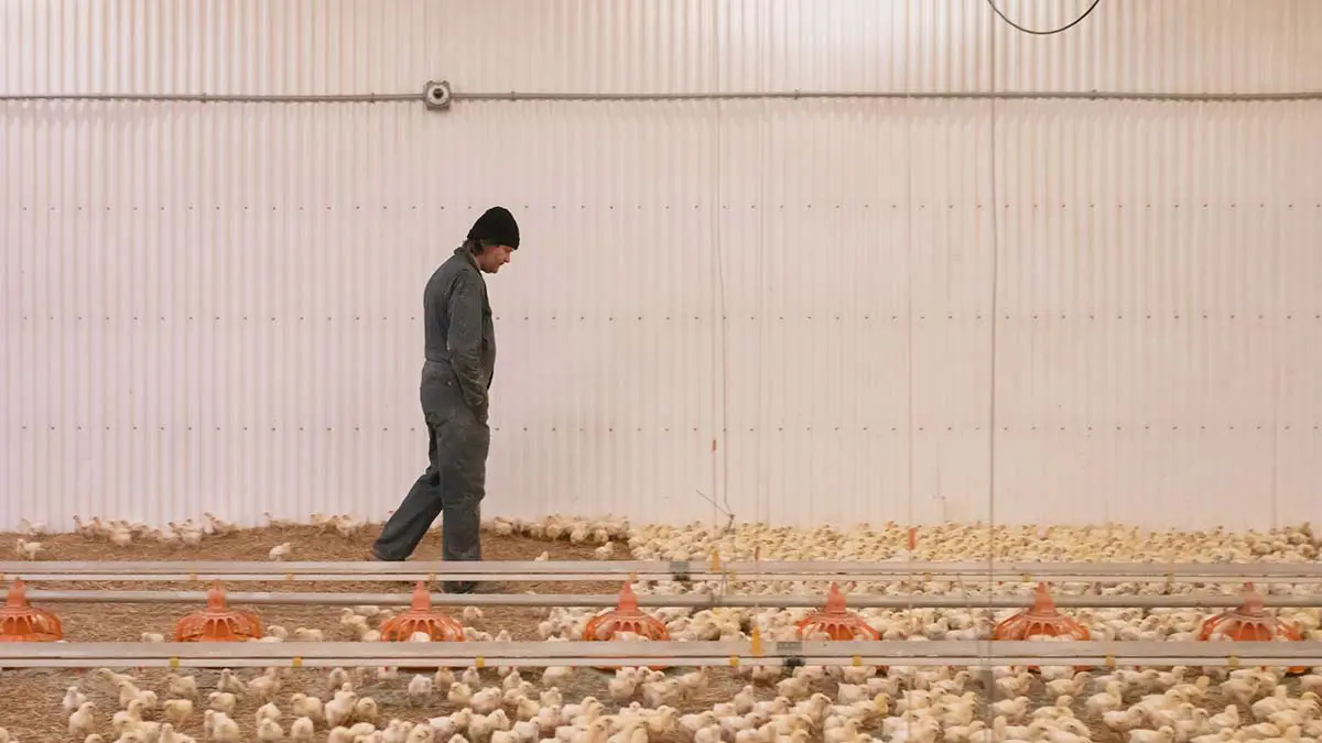 chicken barn