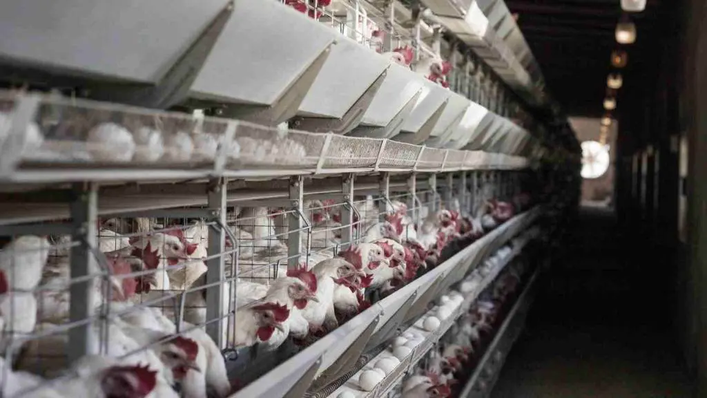 caring for laying hens