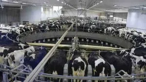 dairy cattle on the farm