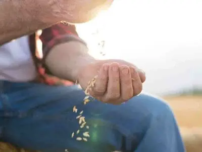 farmer holding oats