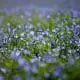 flax field