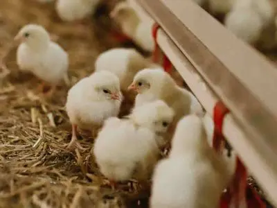 chicken farm to table