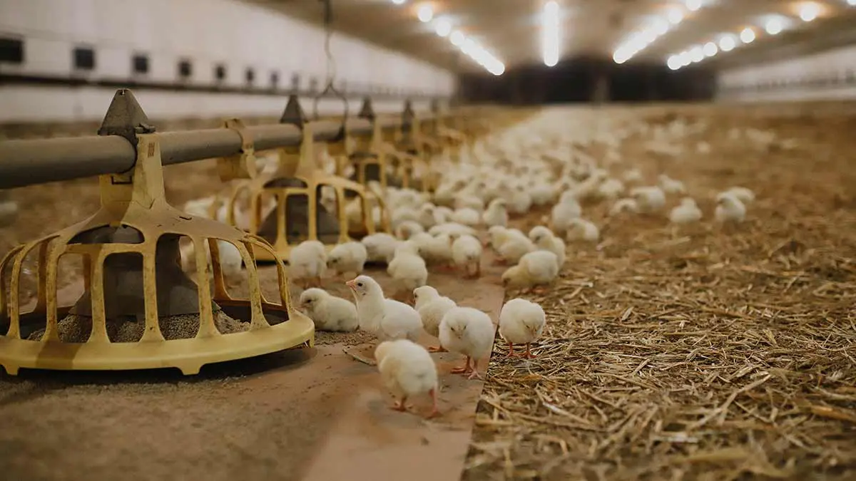 chicks around feeders