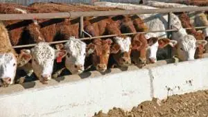 grain fed cattle
