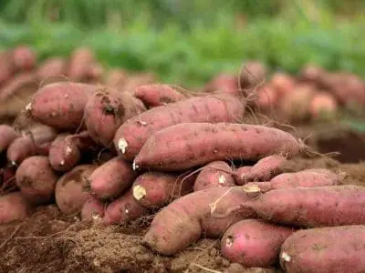sweet potatoes