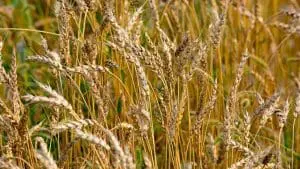 wheat field