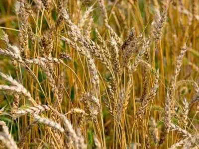 wheat field