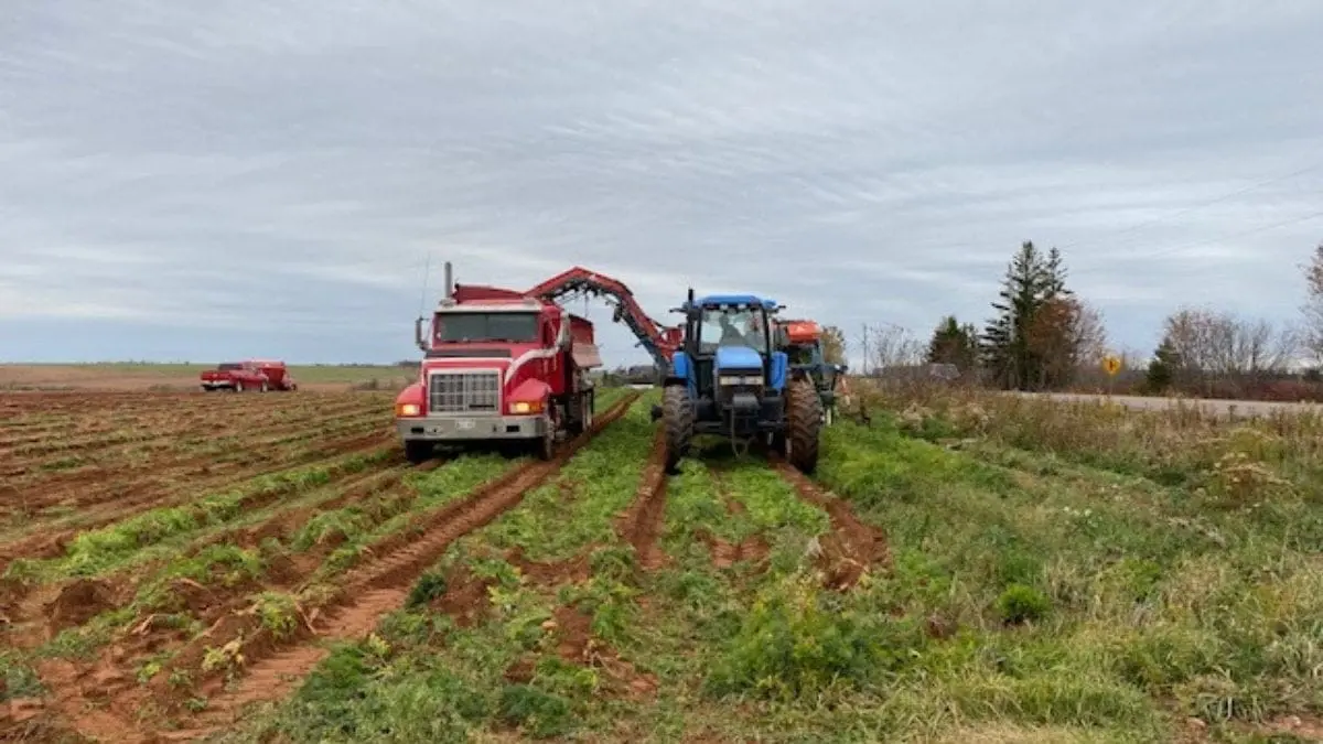 harvest carrots