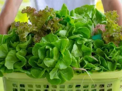 lettuce varieties