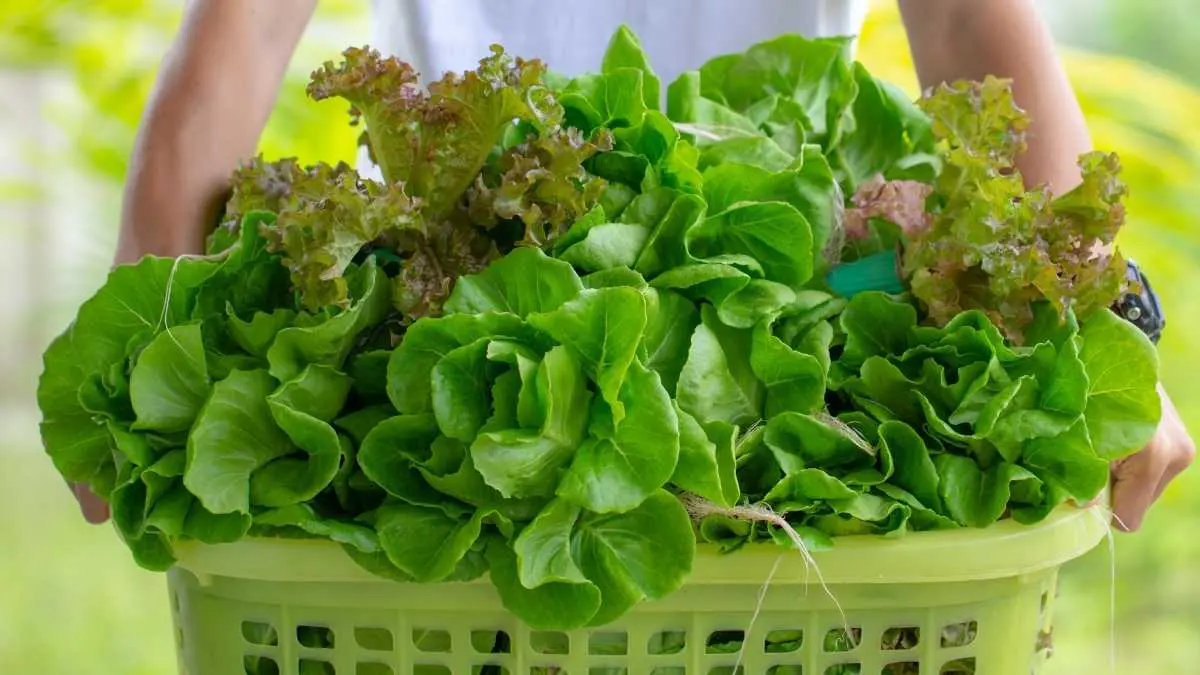 lettuce varieties