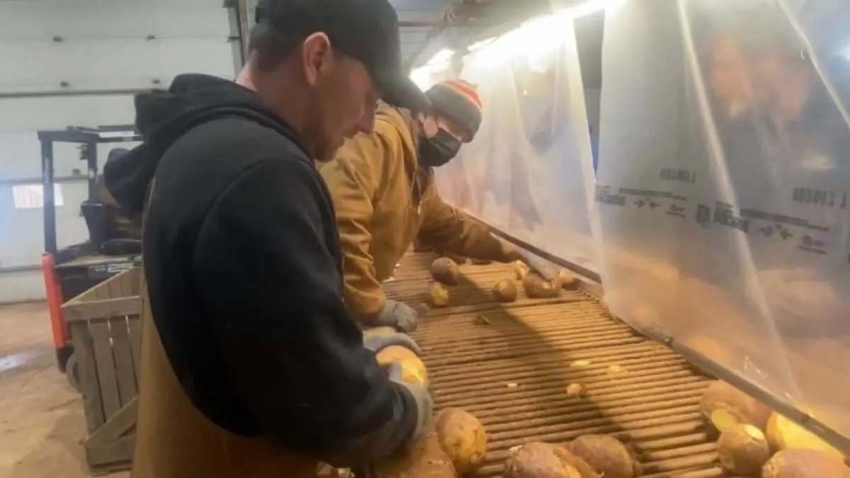 turnip harvesting