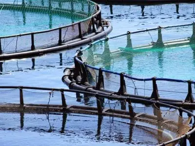 aquaculture