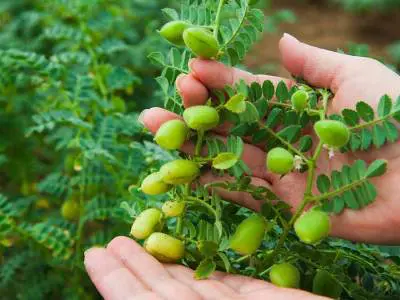 growing chickpeas