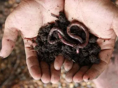 worm and soil in hands