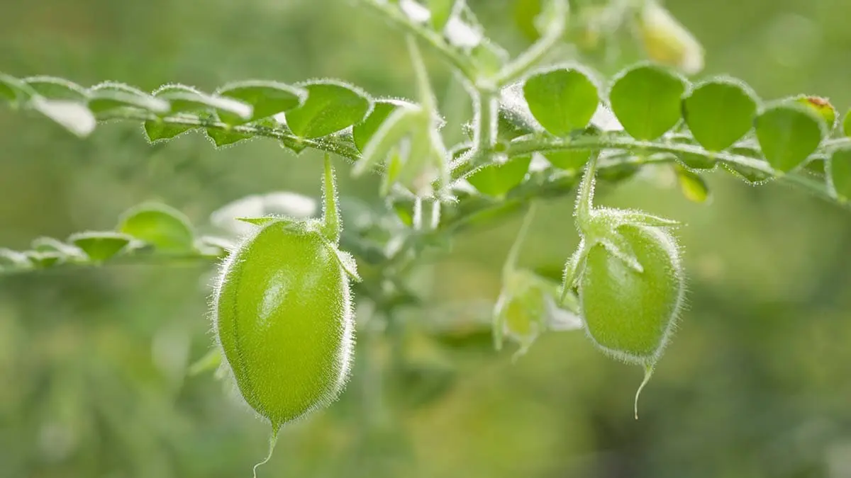 chickpea closeup