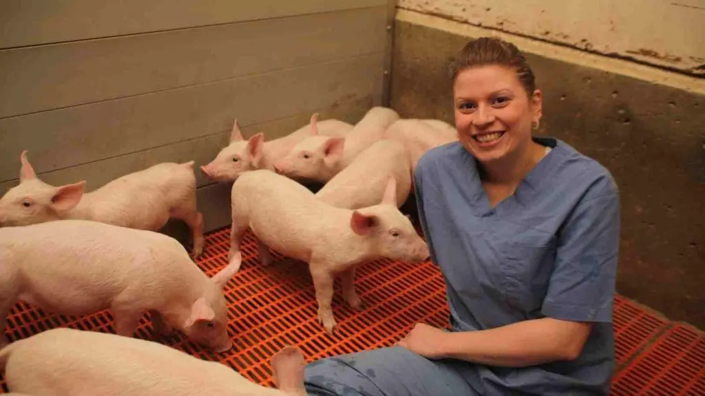 weaned piglets