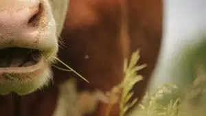 cow eating grass