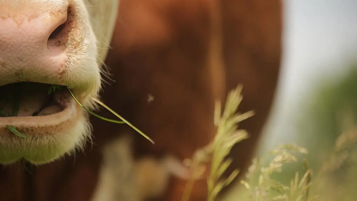 cow eating grass