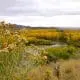 grasslands