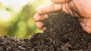 person holding soil