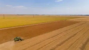 harvesting lentils