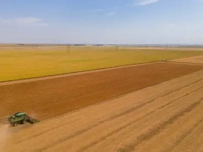harvesting lentils