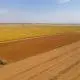 harvesting lentils